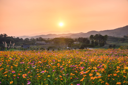 Sunset over mountain with colorful cosmos fieldsの写真素材