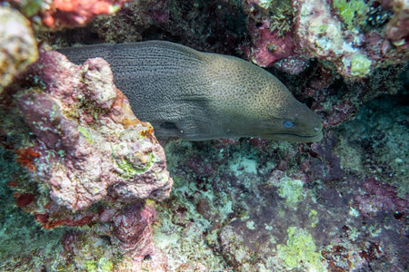 Moray eel hiding in coral reef stone at tropical sea