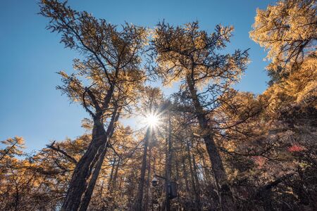 Pine forest with sunshine in autumn at Yading nature reserve, Daocheng, Chinaの写真素材