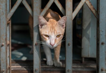 Orange white male young cat sifting through the steel gateの素材 [FY310134300174]