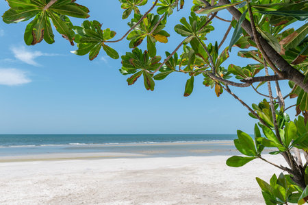 Green leaf covered on the beach in tropical sea background