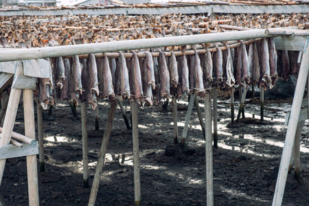 Cod fish headless drying on wooden racks in winter. Traditional food in Scandinavian