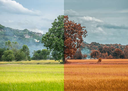Lonely fresh tree and dry tree on rice field in countryside. Global warming conceptの写真素材