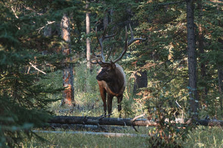 Canadian rockies with blue sky reflection on Maligne lake in Jasper, Canadaの写真素材