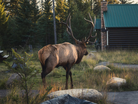Largest Elk, Wapiti with horn walking and cottage in Jasper national park at sunset