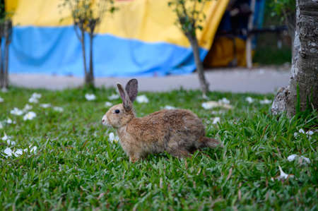 Scarlet Macaw eating peanut in cage on tropical rainforestの写真素材