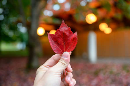 Hand holding red maple leaf on light shiny in autumn gardenの写真素材