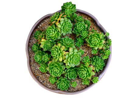 Bud green Cactus plant blooming in vase. Isolated on backgroundの写真素材