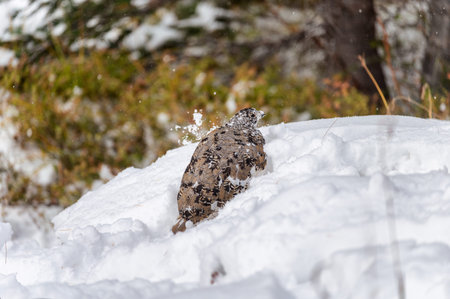 Female Elk or Wapiti of one of the largest species in the forest at Jasper national park, Canadaの写真素材