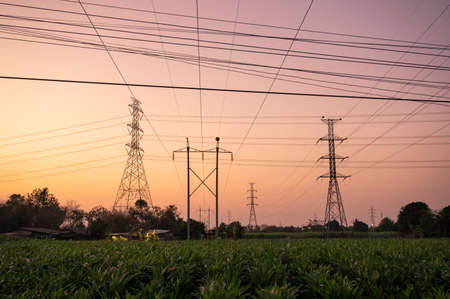 High voltage of electric poles with electric wire on corn field in countryside at eveningの写真素材
