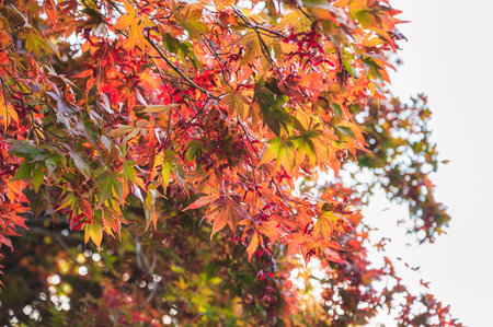 Red and orange Maple leaves on tree in autumn season
