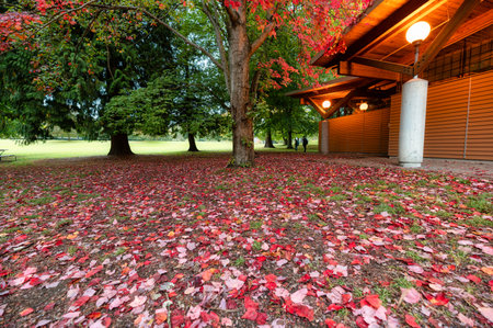 Dry red maple foliage fall on the floor in garden on autumn seasonの写真素材
