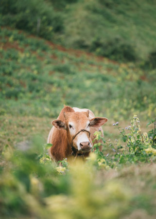 Brown cow grazing on agricultural hill in countrysideの写真素材