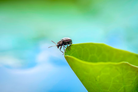 Tiny insect perched on green leaf in the gardenの写真素材