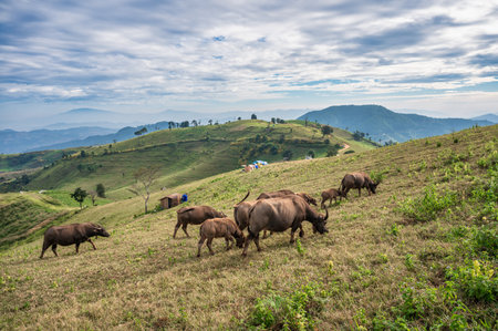 Herd of buffalo grazing on hill and tourists camping in national park at Doi Mae Tho, Chiang Maiの写真素材
