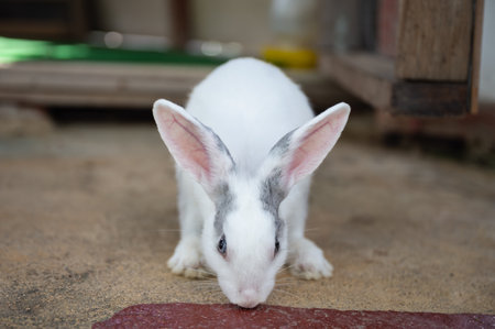 White and grey fluffy adorable young rabbit standing in stall on gardenの写真素材