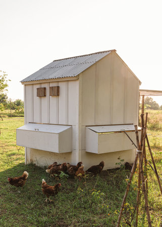 Flock of chickens eating food on the grass near the hatchery houseの写真素材