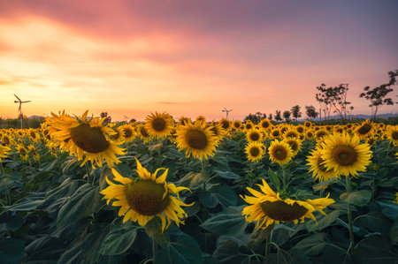 Beautiful Sunflower blooming in agriculture field with colorful sky at eveningの写真素材
