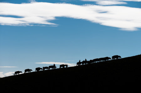 Silhouette herd of Thai water buffalo grazing on pasture hillside and tourists standing on blue sky at national parkの写真素材