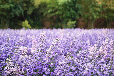 Purple margaret flower blooming in the gardenの写真素材