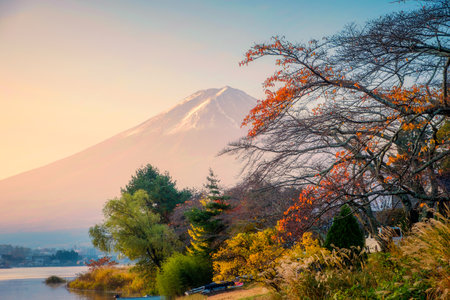 Beautiful sunrise over Mount Fuji and fall garden in Lake Kawaguchiko on autumn at Yamanashi, Japanの写真素材