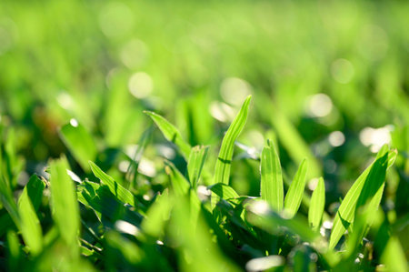 Vibrant green grass leaves glowing in sunlight and blurred backgroundの写真素材