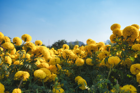 Yellow Marigold flower blooming in the garden on blue sky backgroundの写真素材