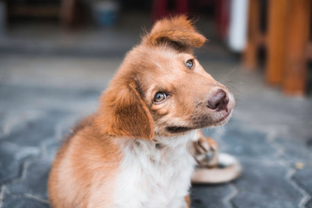 Portrait of domestic funny young brown dog scratching and smiling in the houseの写真素材