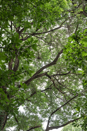 Looking up with green leaves on branch in tropical rainforest