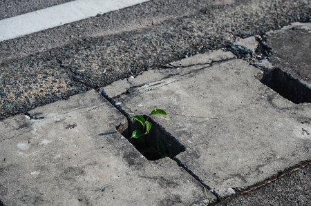 Green plant trying to live and grow in sewer. Environmental, effort , hope conceptの写真素材