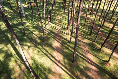 Aerial view of pine trees with sunlight shine in the forest at conservation area on sunny day