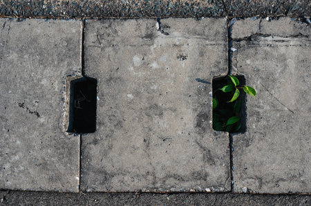 Green plant trying to live and grow in sewer. Environmental, effort , hope conceptの写真素材