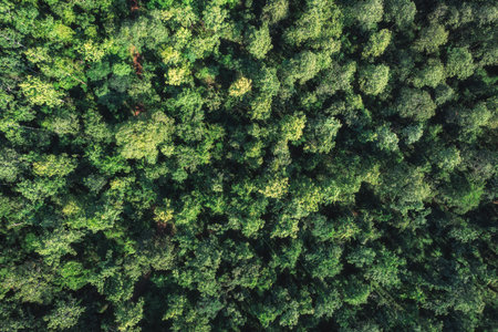 Aerial top view of green pine trees growing in the forest at preservation area