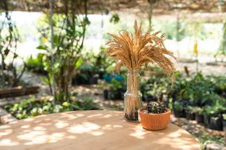 Golden paddy rice with cactus in vase on wooden table in agricultural gardenの写真素材