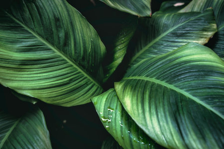 Moody deep green Peace Lily plant with petal, monocot houseplant glowing in formal garden on...