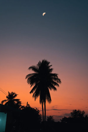 Silhouette plam tree with crescent moon and colorful sky in the sunset on tropical islandの写真素材