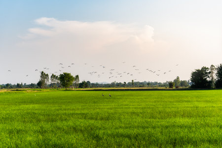 Flock of bird, Openbill stork flying over paddy rice field in the evening at countrysideの写真素材