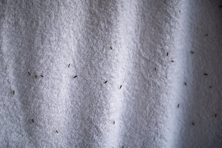 Little insect sticking on white towelの写真素材