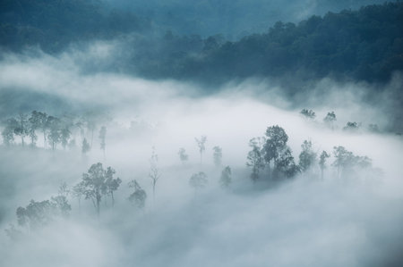 Beautiful scenery of foggy flowing on mountain valley in tropical rainforest at the morning