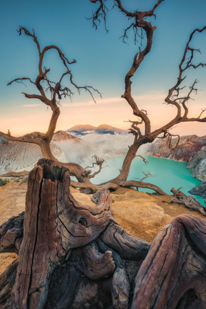 Dead tree on the crater of Kawah Ijen and sulfur smoke on turquoise lake in the morning at East Java, Indonesiaの写真素材