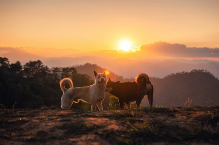Group of domestic local dog enjoying on hill at sunset
