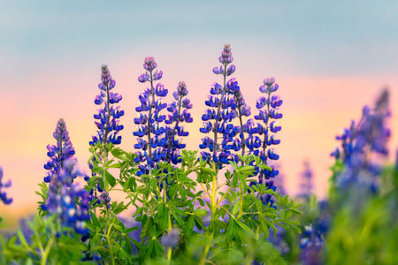 Close up colorful purple Lupin flower blooming on colorful sunset sky in early summer