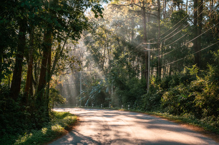 Sunlight through tropical rainforest on winding road in national park at countrysideの写真素材
