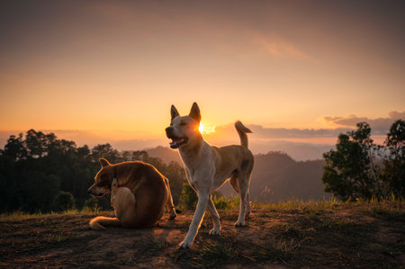 Group of domestic local dog enjoying on hill at sunsetの写真素材