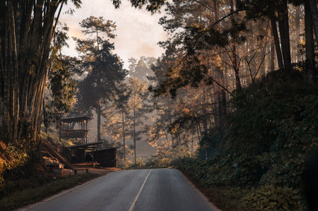 Sunlight through tropical rainforest on the road in national park at countrysideの写真素材
