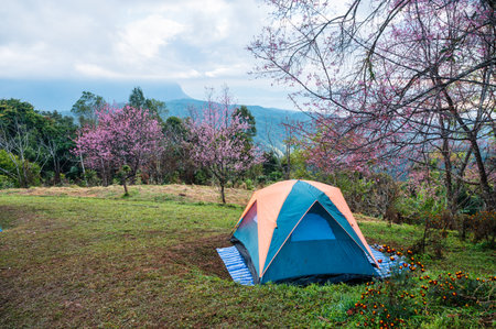 Camping tent pitched on hill in wild himalayan cherry garden at national park on summer vacation in the morningの写真素材