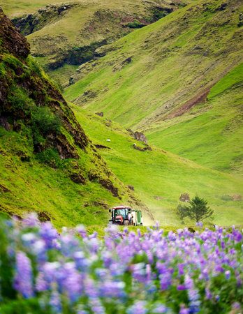 Farming tractor driving in blossom lupine flower field and icelandic mountain in rural sceneの写真素材