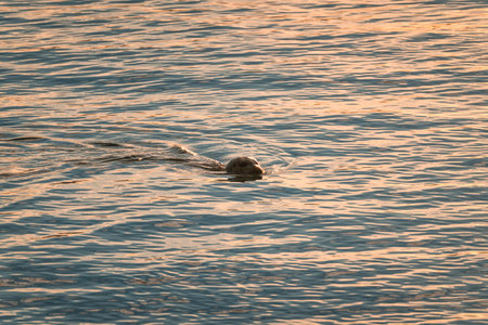 Seal swimming in Jokulsarlon glacier lagoon at eveningの写真素材