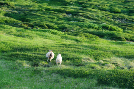 Flock of sheep running on grassland pasture in summer at countrysideの写真素材