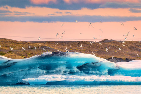 Flock of bird flying over blue iceberg floating on glacial lagoon in the evening at Jokulsarlon,...
